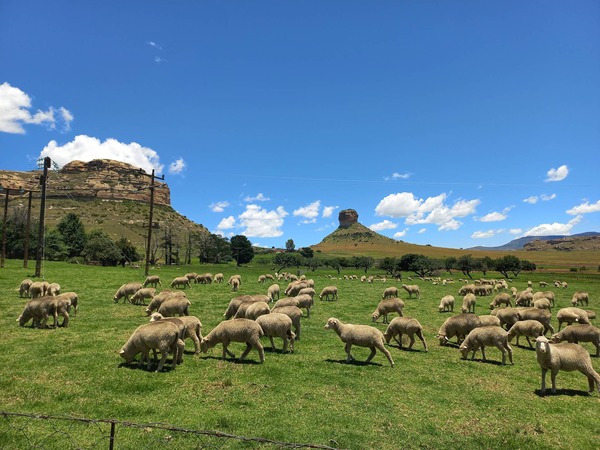 Oranje Guest Farm