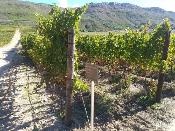 Steenberg Golf Club